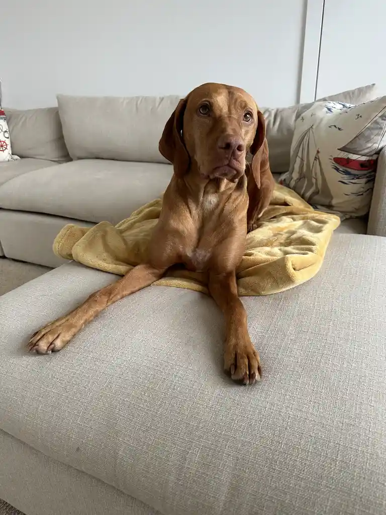 A brown dog with long floppy ears sits on a light gray couch, resting its front paws on the cushion and looking directly at…