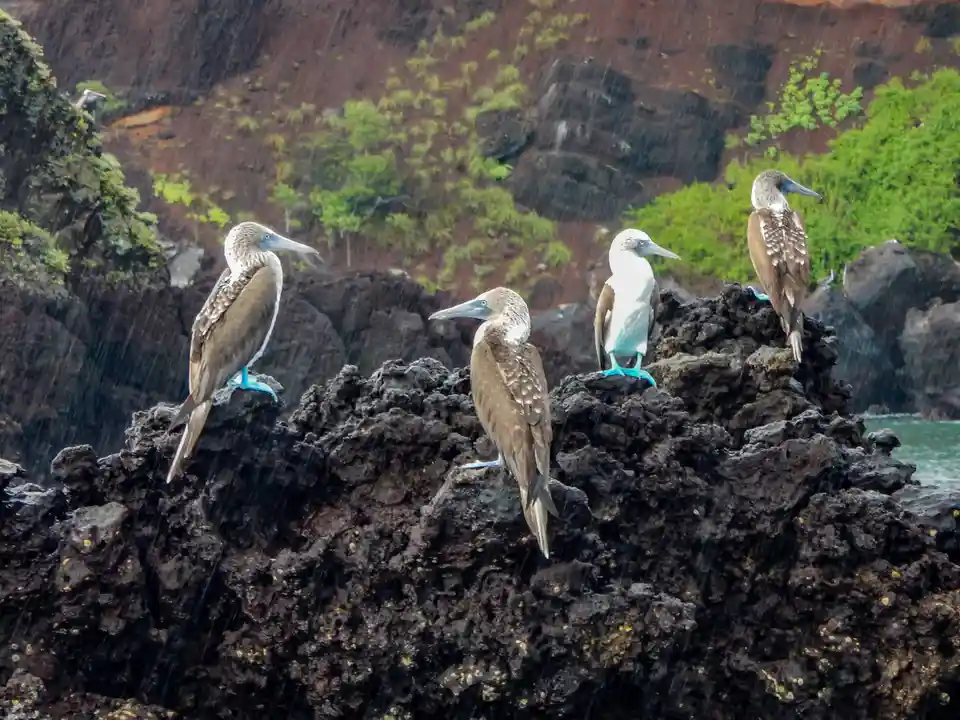 Rainy Day Wildlife: Wet and Wild!
