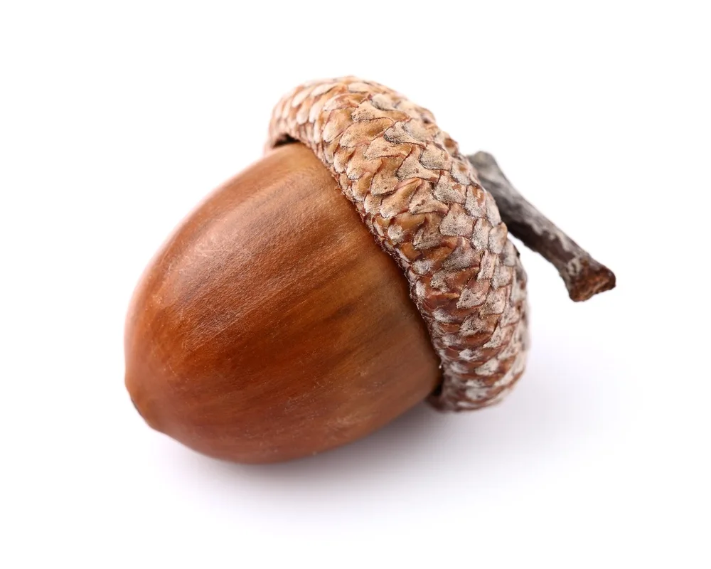 A single acorn with a smooth brown nut and textured cap is isolated on a white background. The overlaid text reads 'i'm not…