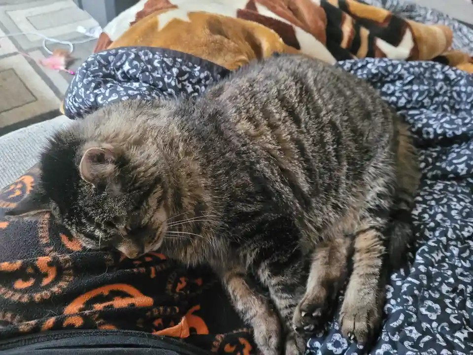 A gray tabby cat is curled up and sleeping soundly on a pile of blankets with orange and black Halloween patterns. The cat's…