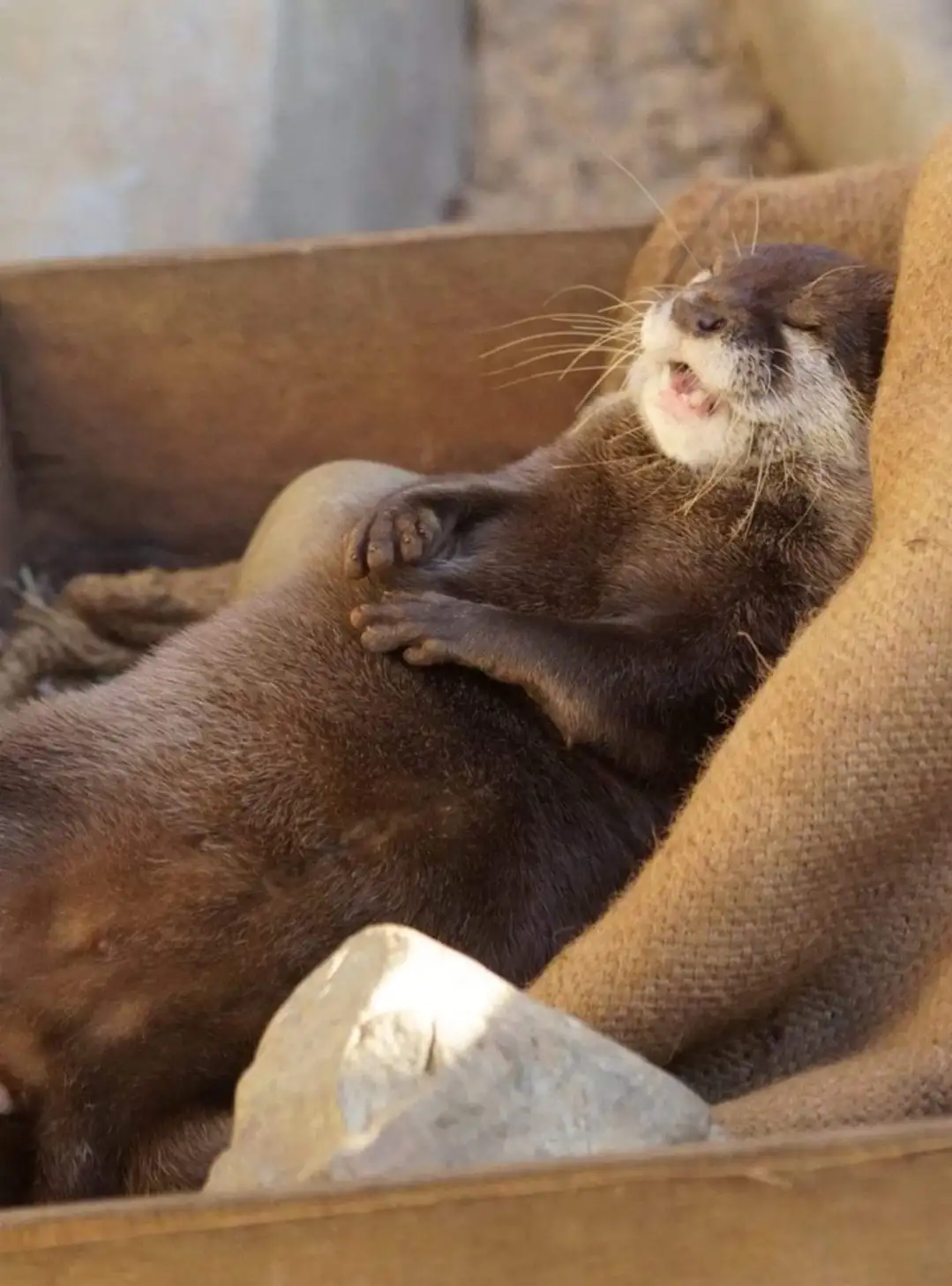 a brown otter is lying on its back in a wooden enclosure, eyes closed and mouth open in a relaxed expression, surrounded by…