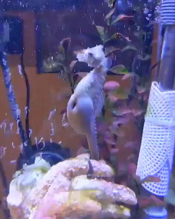 A seahorse is shown in a fish tank, standing upright on a coral-like structure, with bubbles rising around it. The image is…