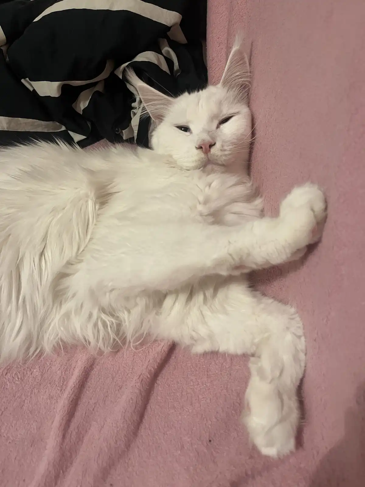 A fluffy white cat is lying on a pink blanket, one paw raised in a relaxed pose, with half-closed eyes conveying a sleepy or…