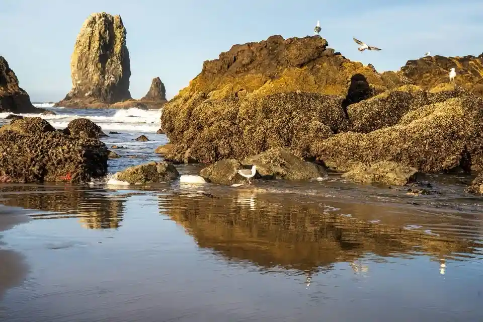 A scenic coastal photo shows rugged, barnacle-covered rocks with several seagulls perched and flying around. The water…