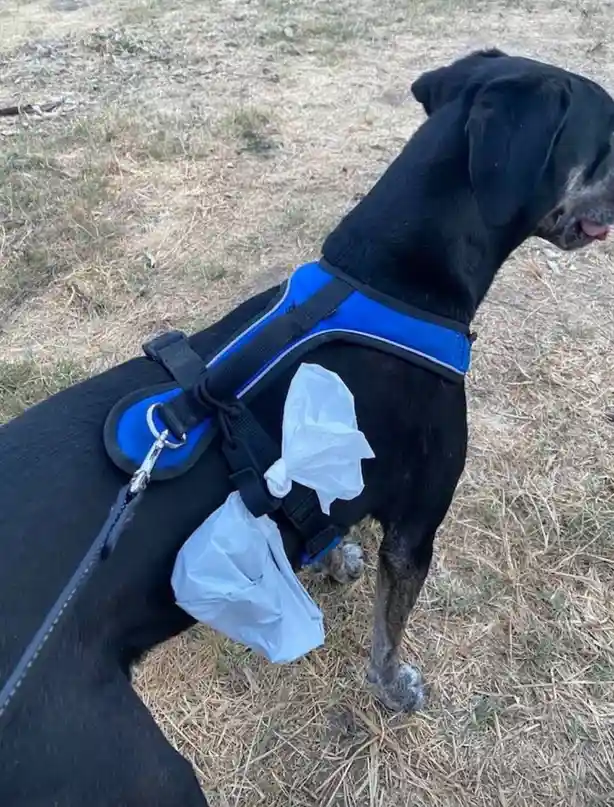 A black dog wearing a blue harness stands on dry grass with two crumpled white plastic bags attached to its harness…