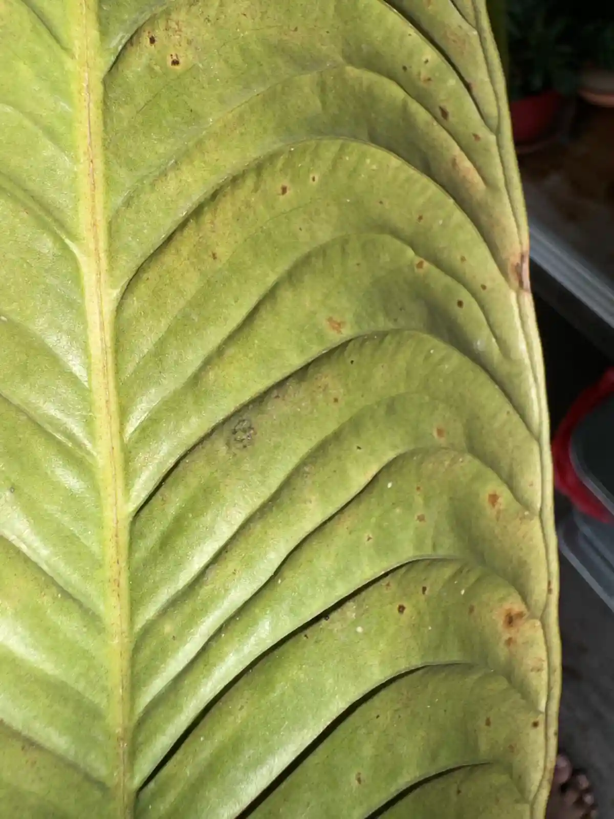 A close-up photo of a large, green, veined leaf with several brown spots and a small, dark, circular mark resembling a face…