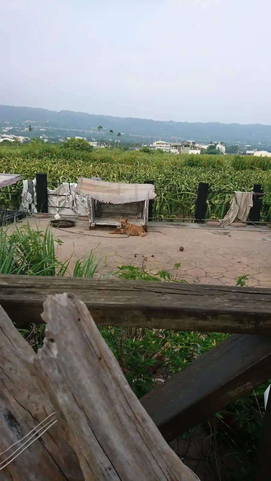A brown dog lies chained to the ground on a cracked concrete patio, next to a dilapidated wooden doghouse with a tattered…