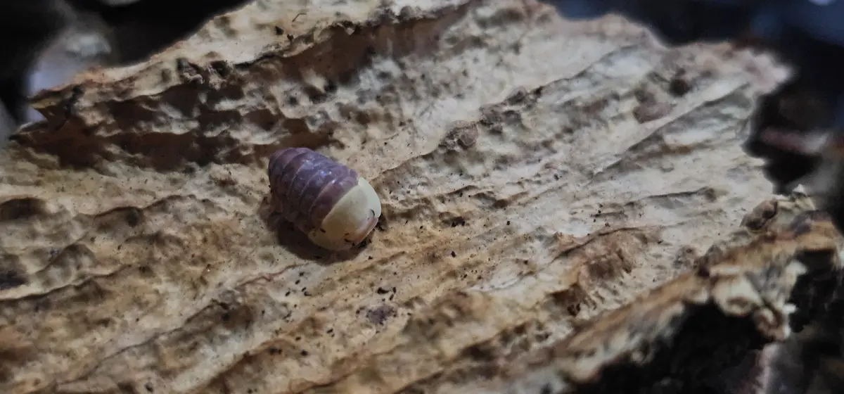 A small, segmented, purple-and-beige creature resembling a snail or isopod is curled up on textured, decaying wood. The…