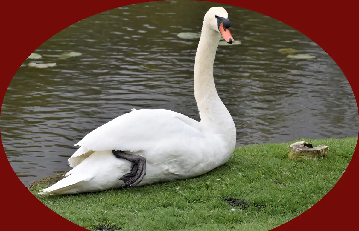 A white swan with a long neck and orange beak is sitting on green grass at the edge of murky water, its black webbed foot…