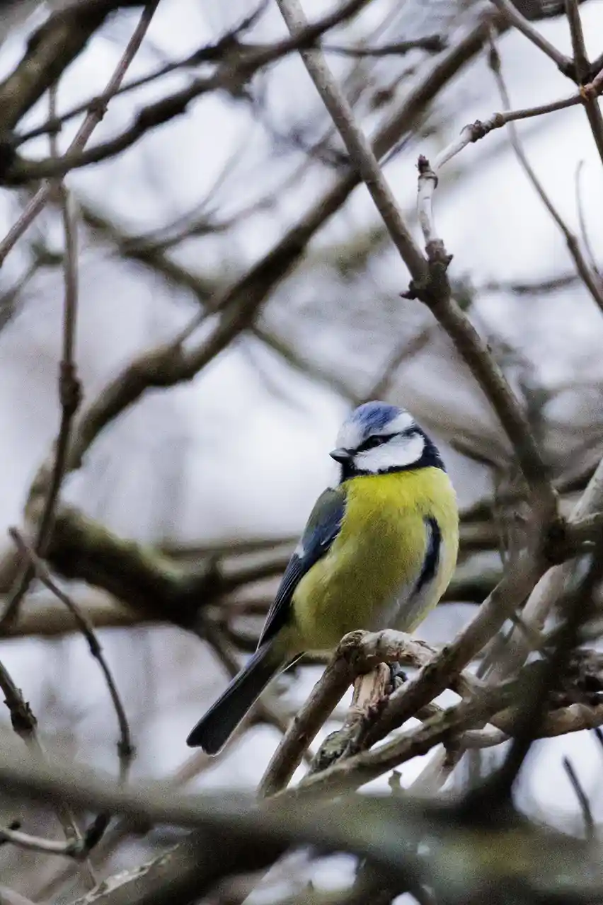 A small blue tit bird with a yellow chest and blue head perches on a bare branch among tangled twigs. The bird has a…