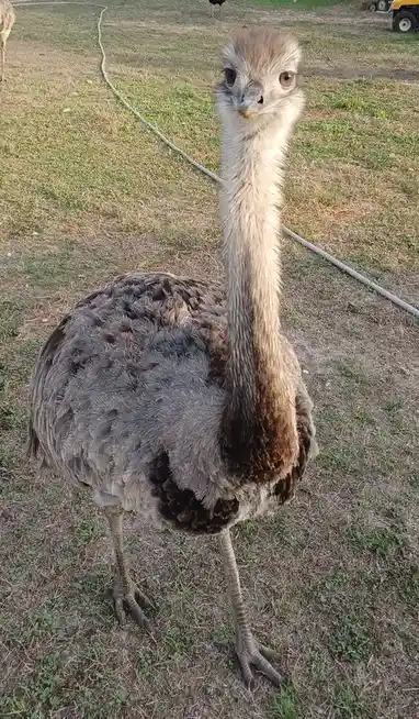 A close-up photo of an ostrich standing in a grassy field, looking directly at the camera with a confused or unimpressed…