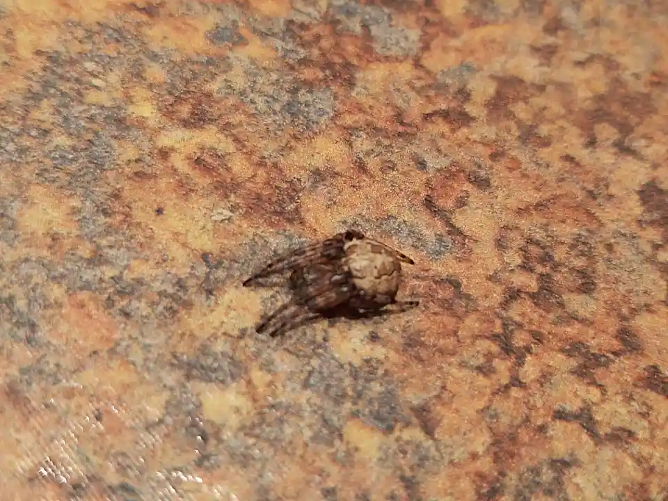 A small, brown spider with a rounded abdomen is sitting on a speckled, rust-colored surface that resembles granite or stone…