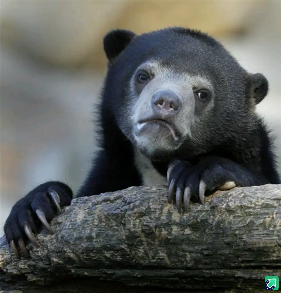 A close-up photo of a spectacled bear resting its paws on a log, looking directly at the camera with a visibly unimpressed…