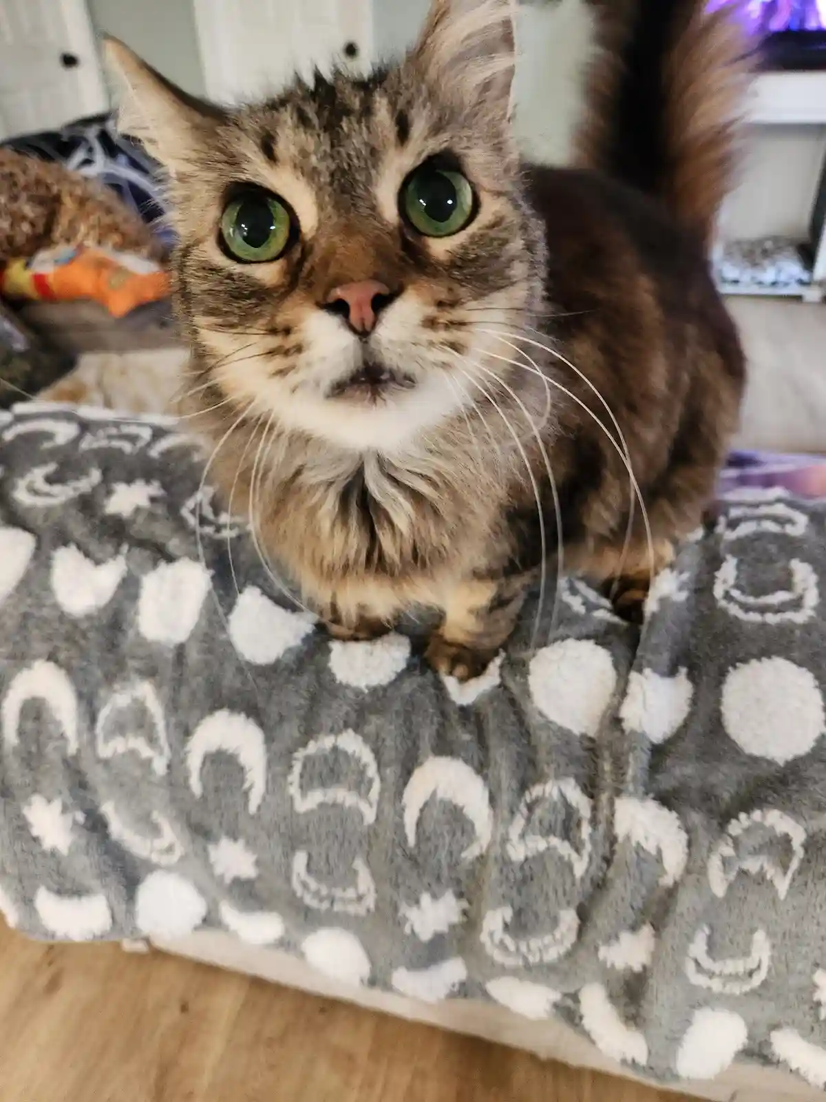 A fluffy brown tabby cat with wide, green eyes stares directly at the camera with a startled expression, standing on a grey…