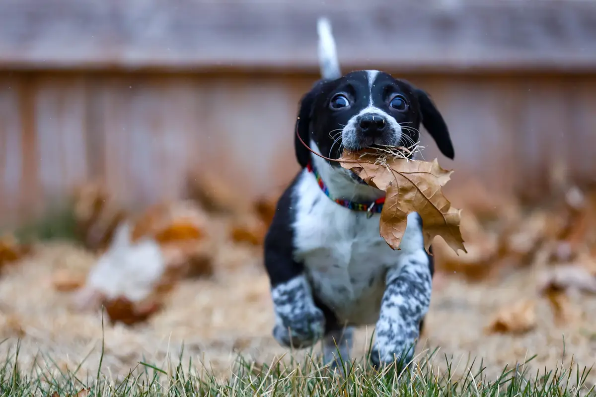 Daisy: The Fearless Hunter in Action