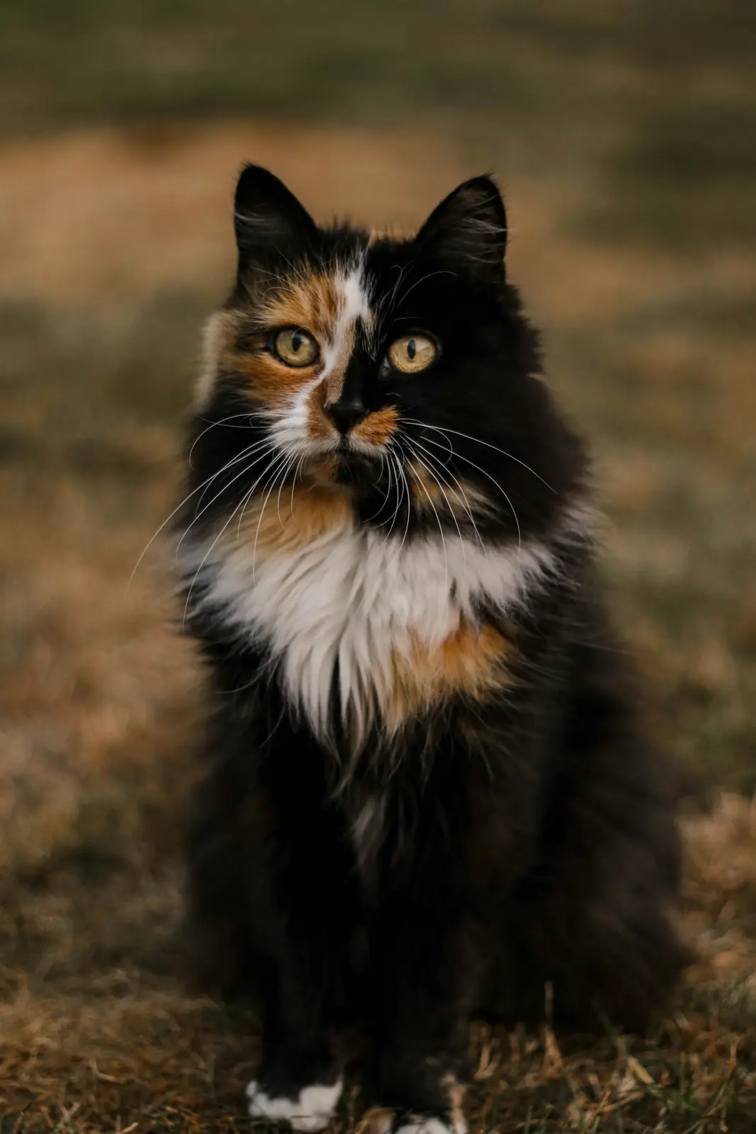 A long-haired calico cat with black, white, and orange fur sits in dry grass, looking directly at the camera with wide…