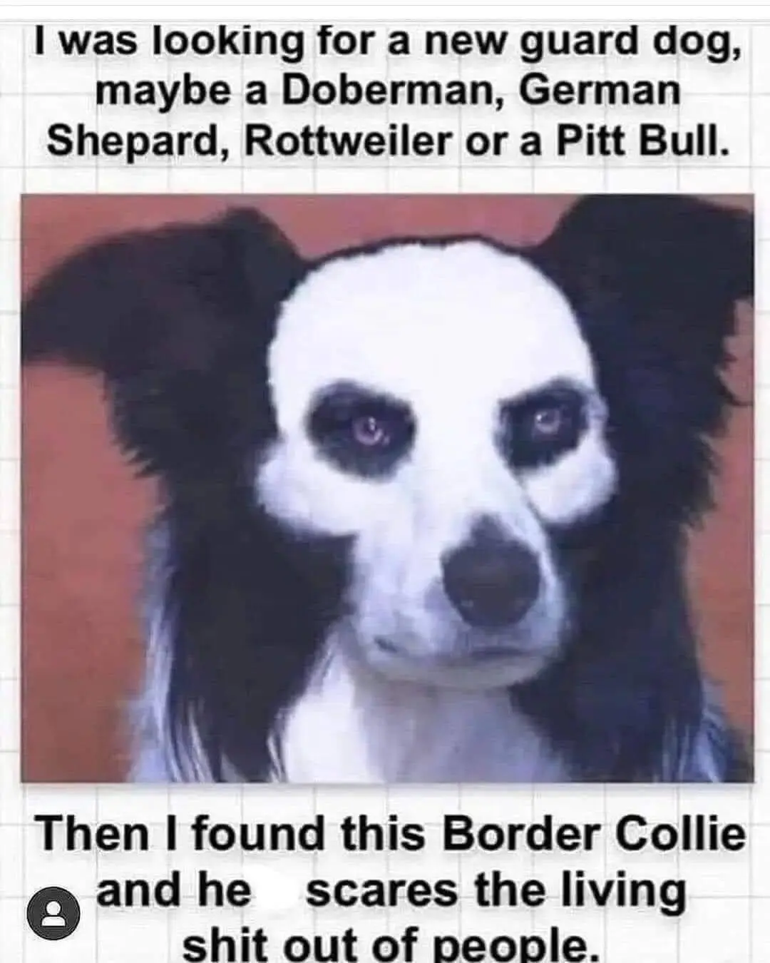 A close-up photo of a black and white Border Collie with a serious, intense expression, set against a reddish-brown…