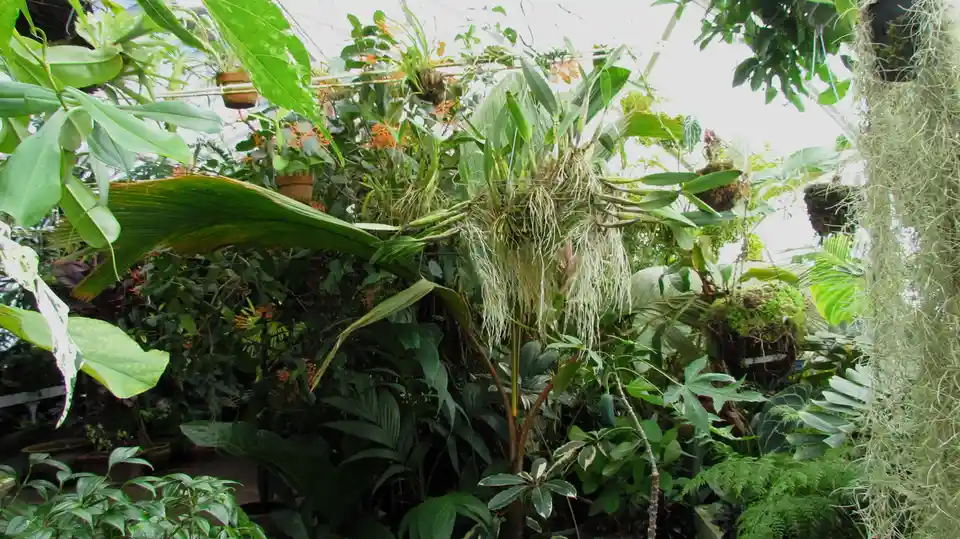 A lush, dense greenhouse filled with various tropical plants, including hanging orchids with exposed roots, large broad…