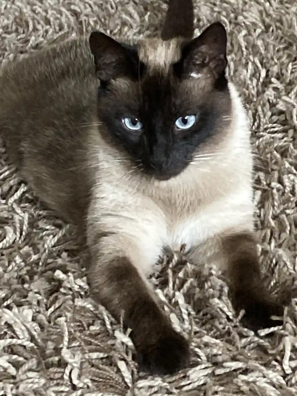 A close-up photo of a Siamese cat with striking blue eyes and dark points on its face, ears, and paws, lying on a textured…