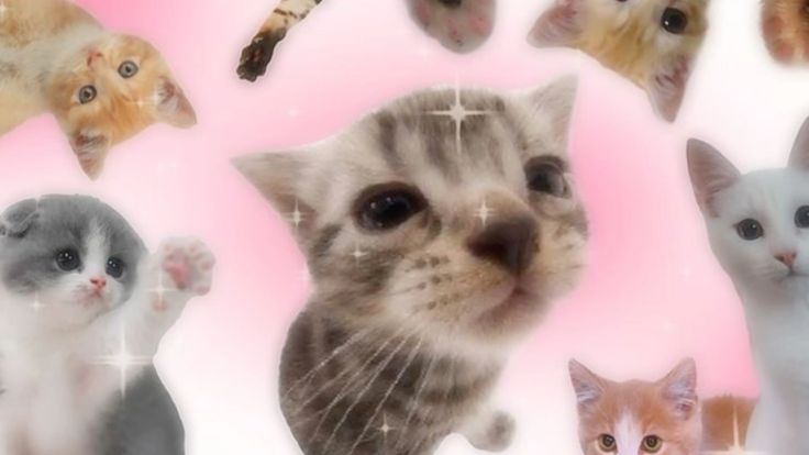 A central tabby kitten with sparkles looks upward, surrounded by floating images of various other kittens against a pink…