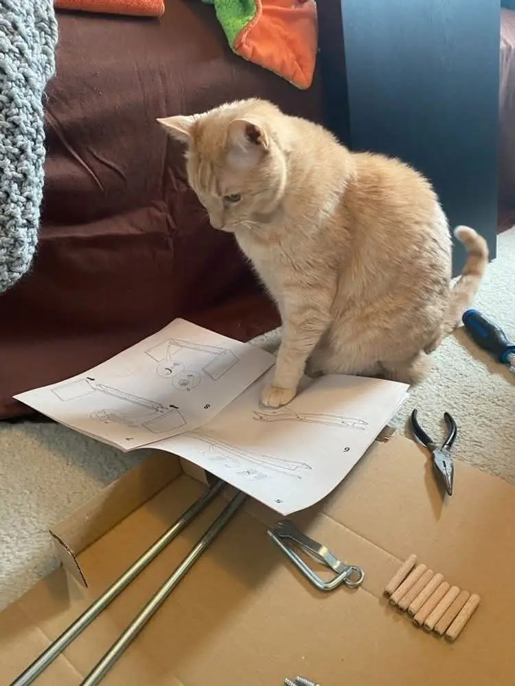 A light orange tabby cat sits on a cardboard box, intently staring at a set of unassembled furniture instructions spread out…