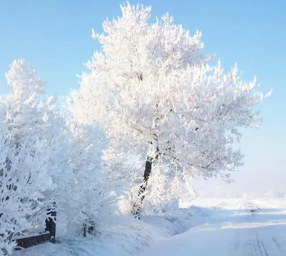 A serene winter scene shows a tree and bushes heavily coated in white frost or snow against a clear blue sky, with a…