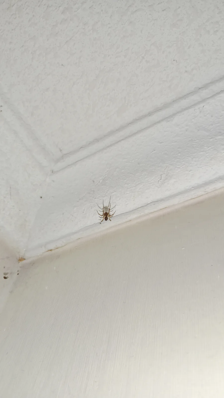 A small brown spider is visible on a white textured ceiling near a corner where the wall meets the ceiling. The image has…