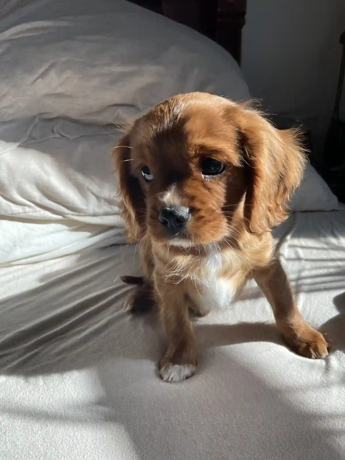 A small brown puppy with floppy ears and a white chest sits on a sunlit bed, looking directly at the camera with large…