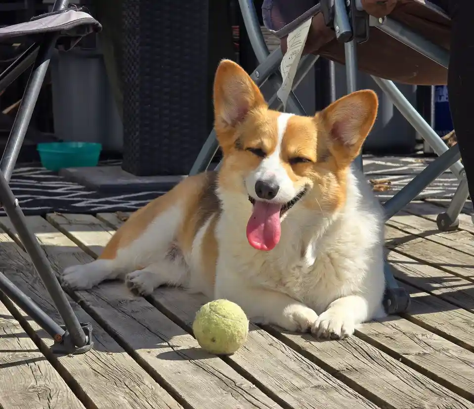 A tan and white corgi dog is lying on a wooden deck, eyes closed and tongue out, looking very relaxed next to a yellow…