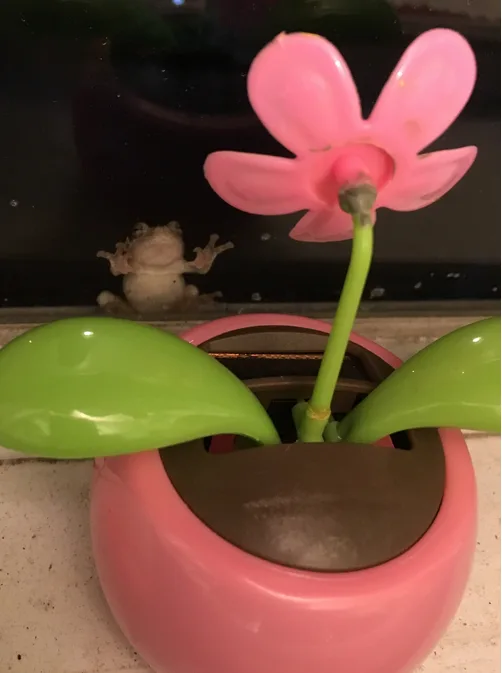A small real frog is visible behind a pink plastic flower pot, appearing to peek out from behind the glass. The pot contains…