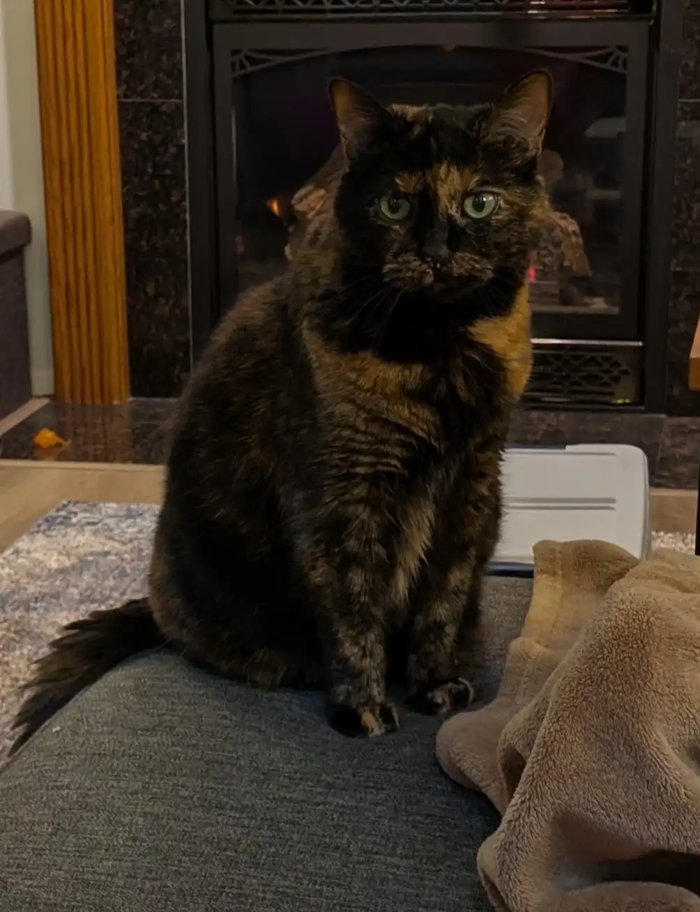 A tortoiseshell cat with green eyes sits upright on a gray couch, looking directly at the camera with a stern, unimpressed…