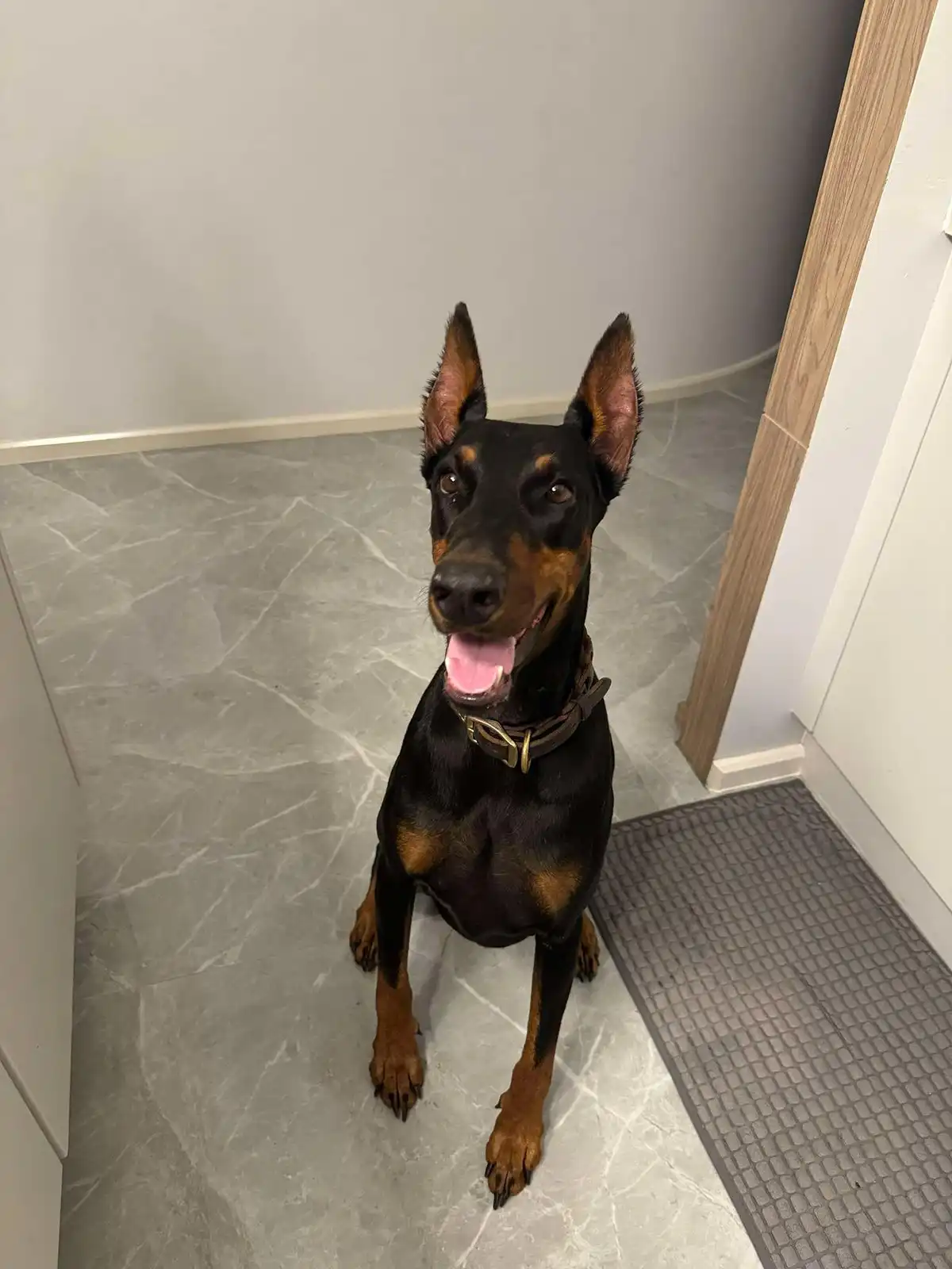 A black and tan Doberman Pinscher sits attentively on a gray marble-patterned floor, looking up with its mouth open and…