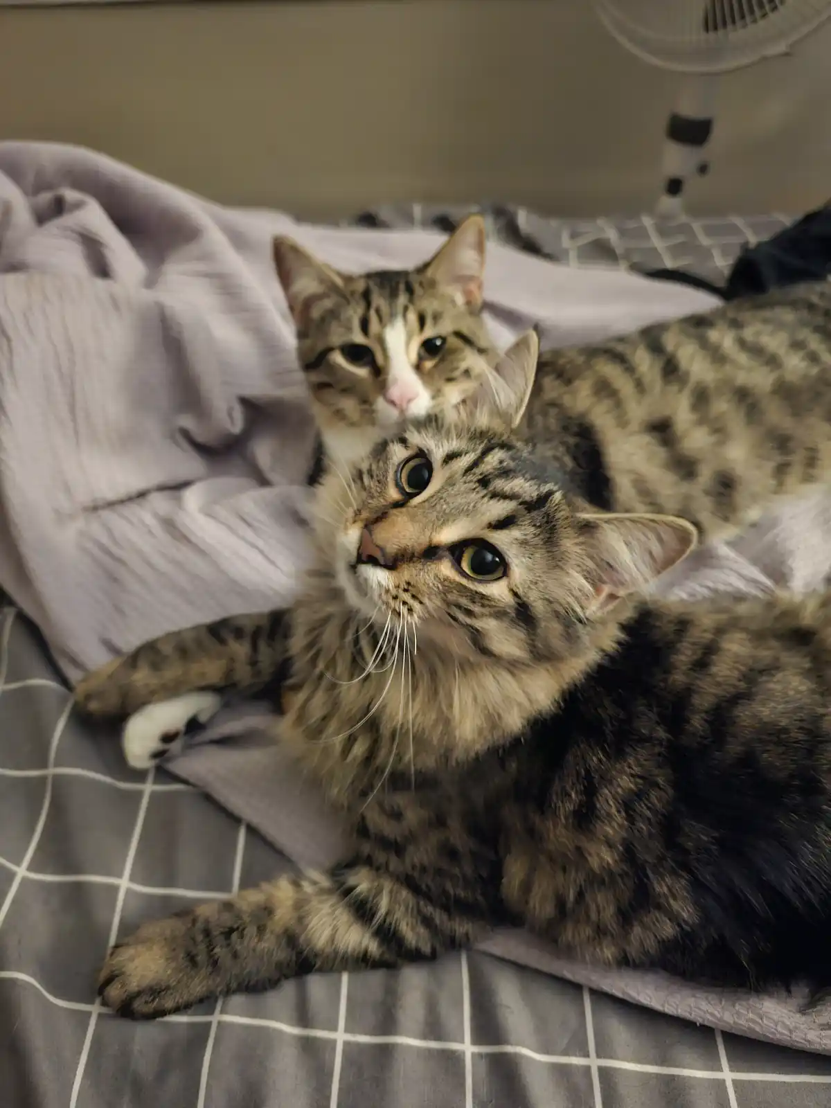Lingua and Lemmy: A Dynamic Duo