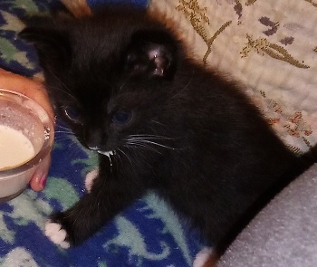 A small black kitten with white paws is lying on a blue patterned blanket, looking at a bowl of milk held by a human hand…