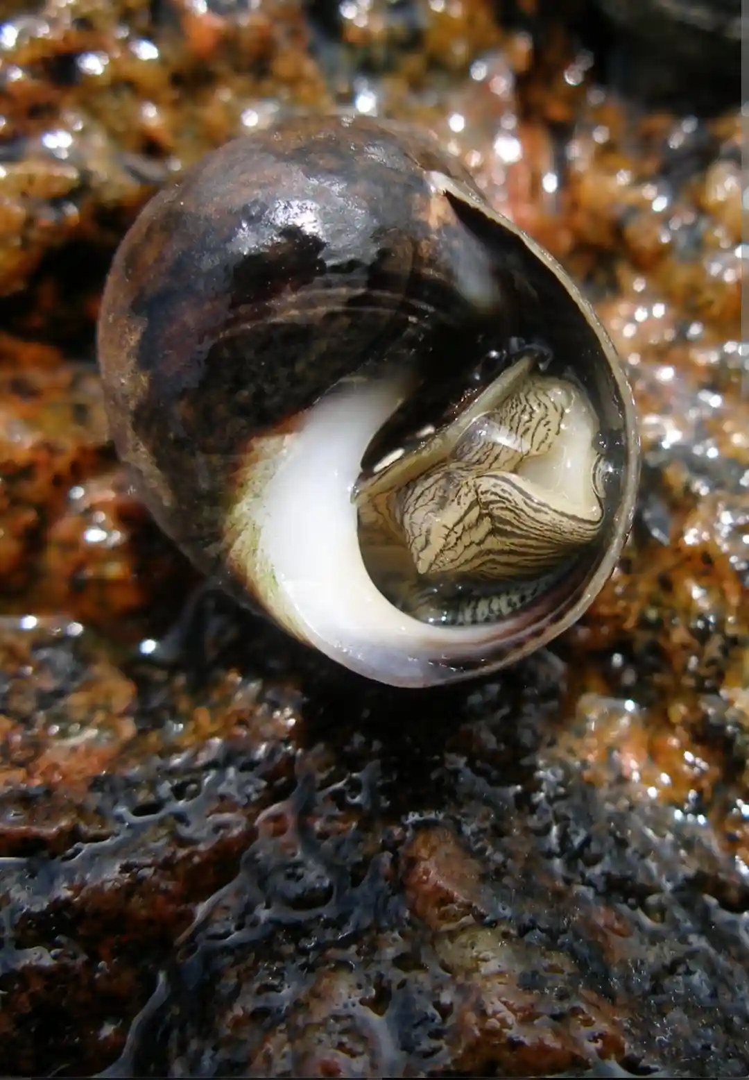 A close-up photo of a snail partially emerging from its dark, glossy shell on wet, textured rocks. The snail's striped…