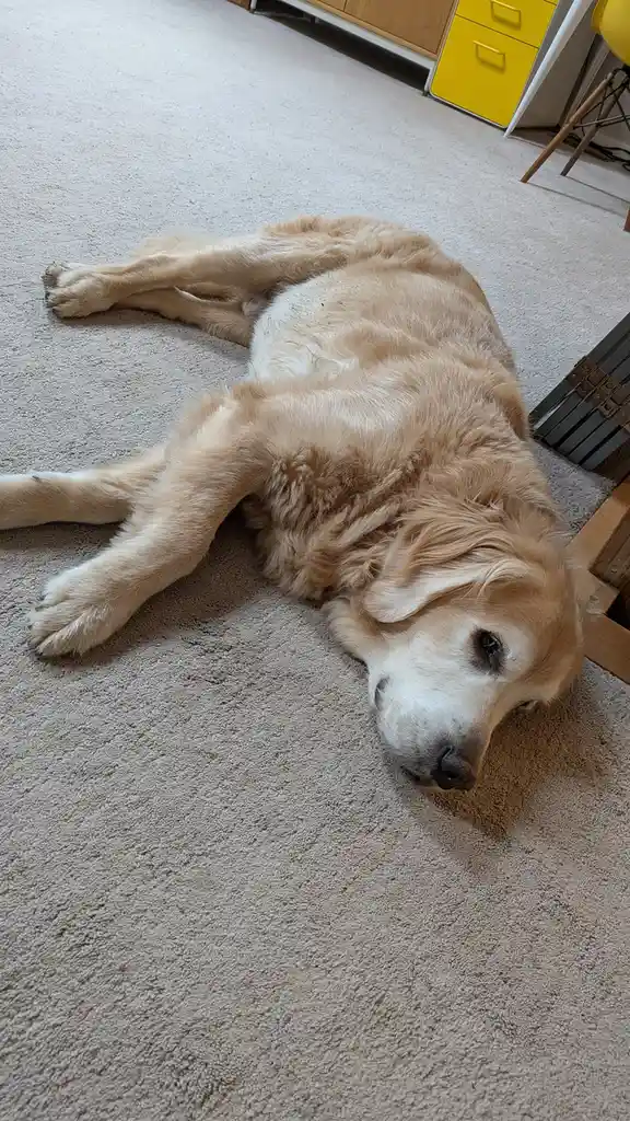 Cooper's Morning Awakening