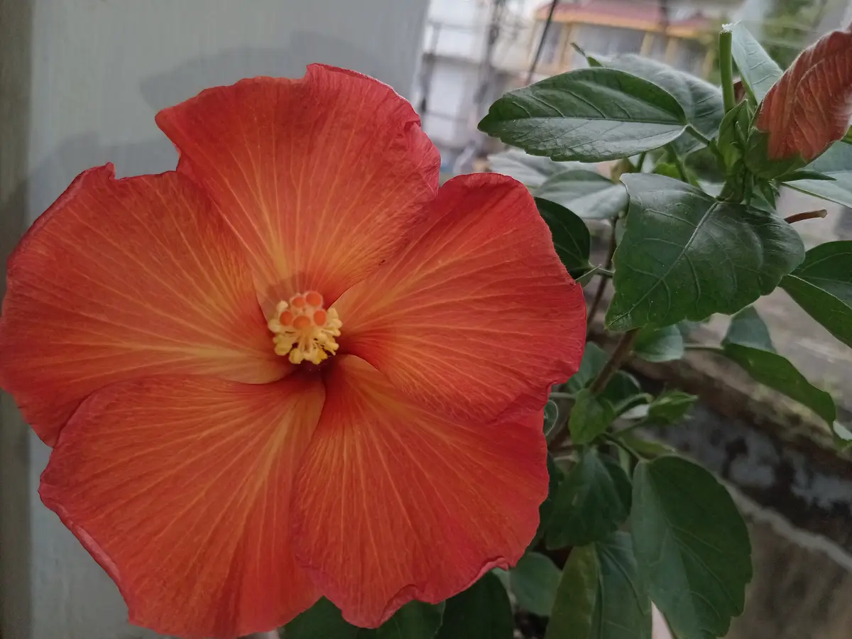 A close-up photo shows a vibrant red-orange hibiscus flower with yellow center and green leaves, viewed through a window…