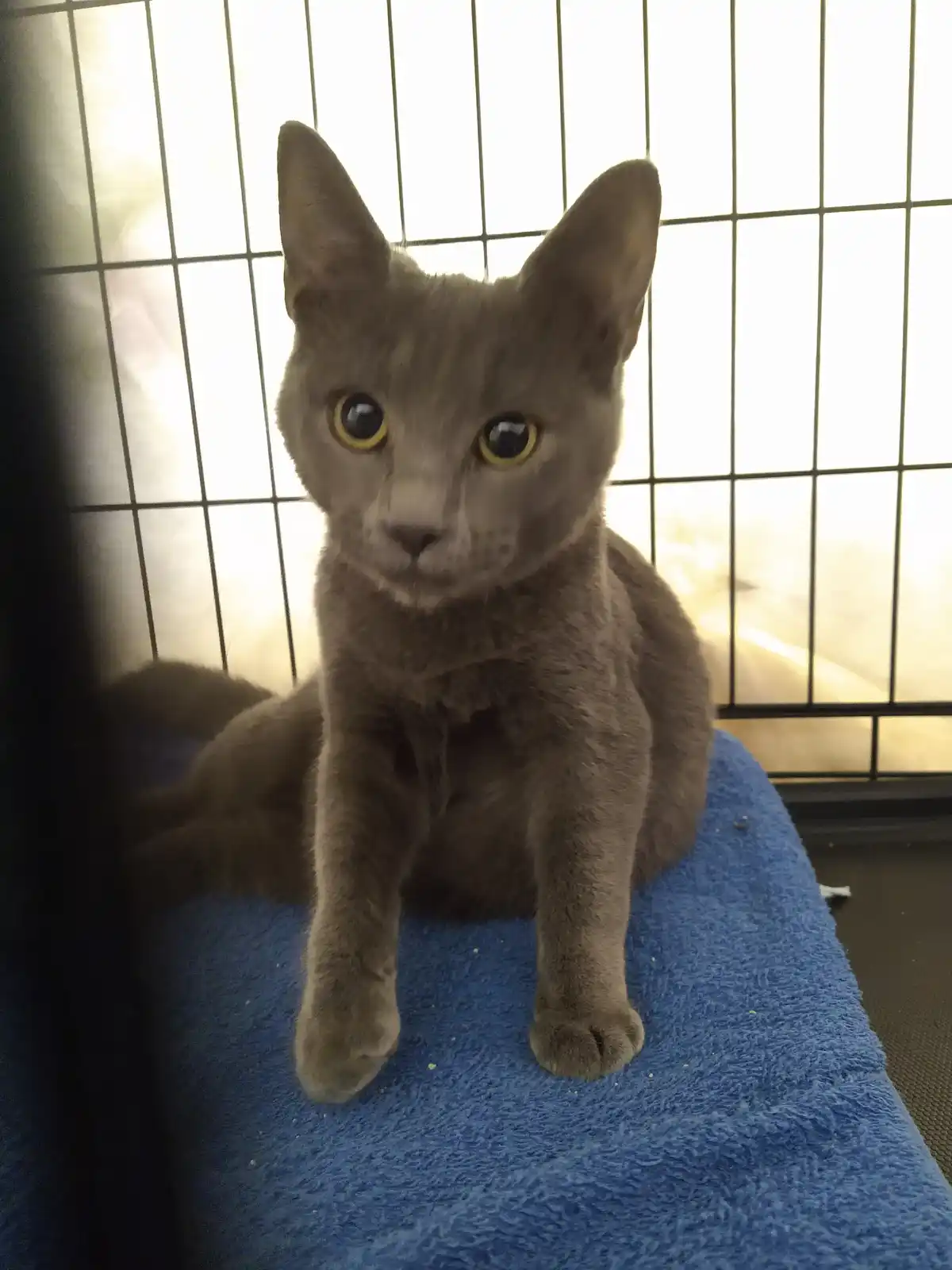 A gray cat with large, round yellow eyes sits upright on a blue towel inside a black wire cage, looking directly at the…