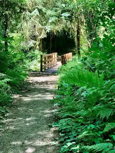 A sun-dappled forest trail leads to a small wooden bridge surrounded by lush green ferns and trees. Overlaid text reads 'i'm…