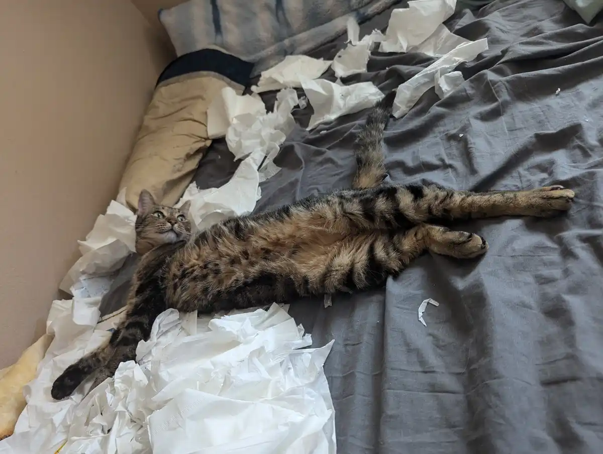 A tabby cat lies sprawled on its back on a messy bed covered in crumpled white tissue paper, looking upward with wide…