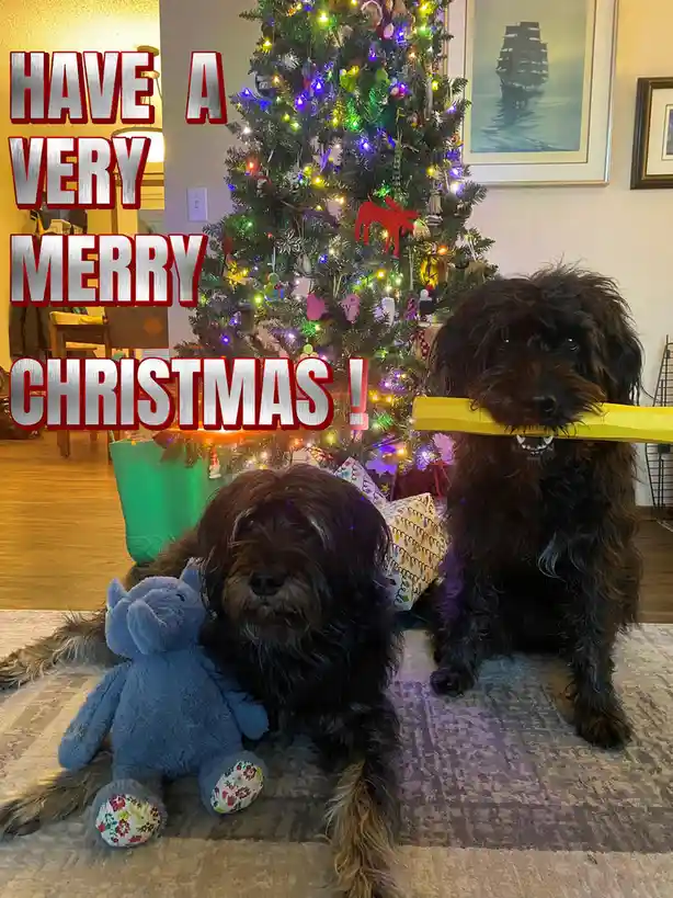 Two shaggy black dogs are in a living room in front of a decorated Christmas tree with colorful lights and ornaments. One…