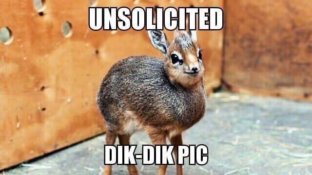 A small, furry dik-dik antelope stands in front of a wooden wall with holes, looking directly at the camera. The image has…