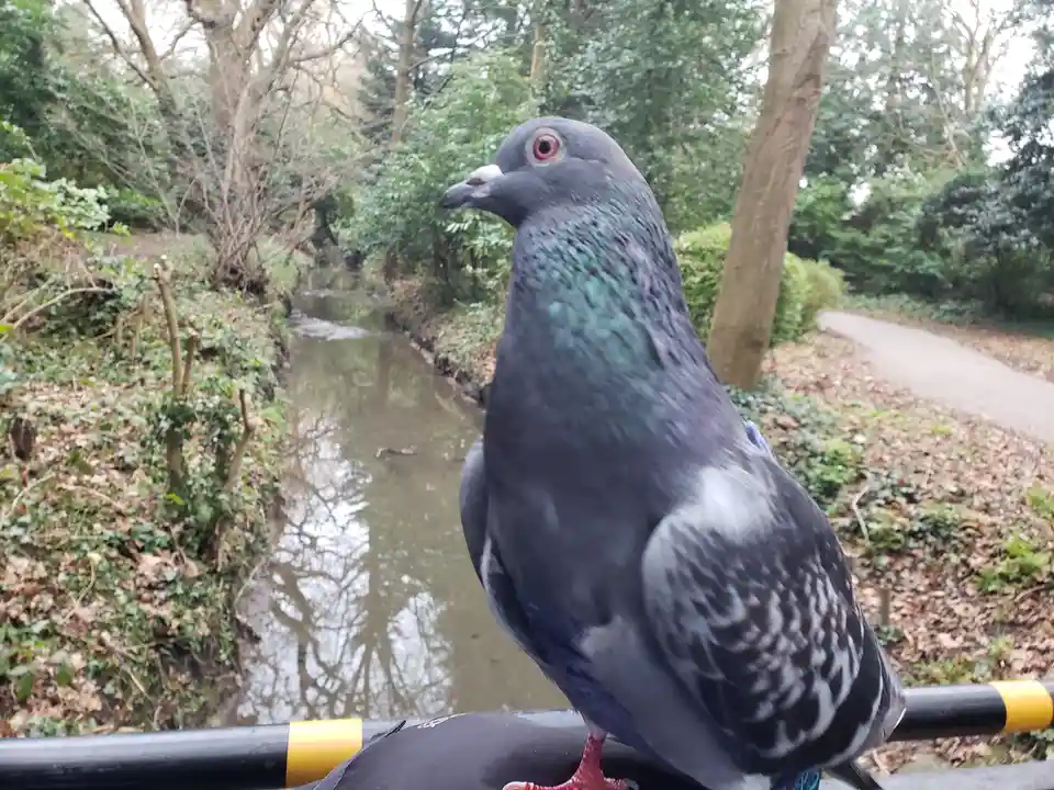 A close-up photo of a grey pigeon with iridescent green feathers and red eyes perched on a black and yellow striped railing…