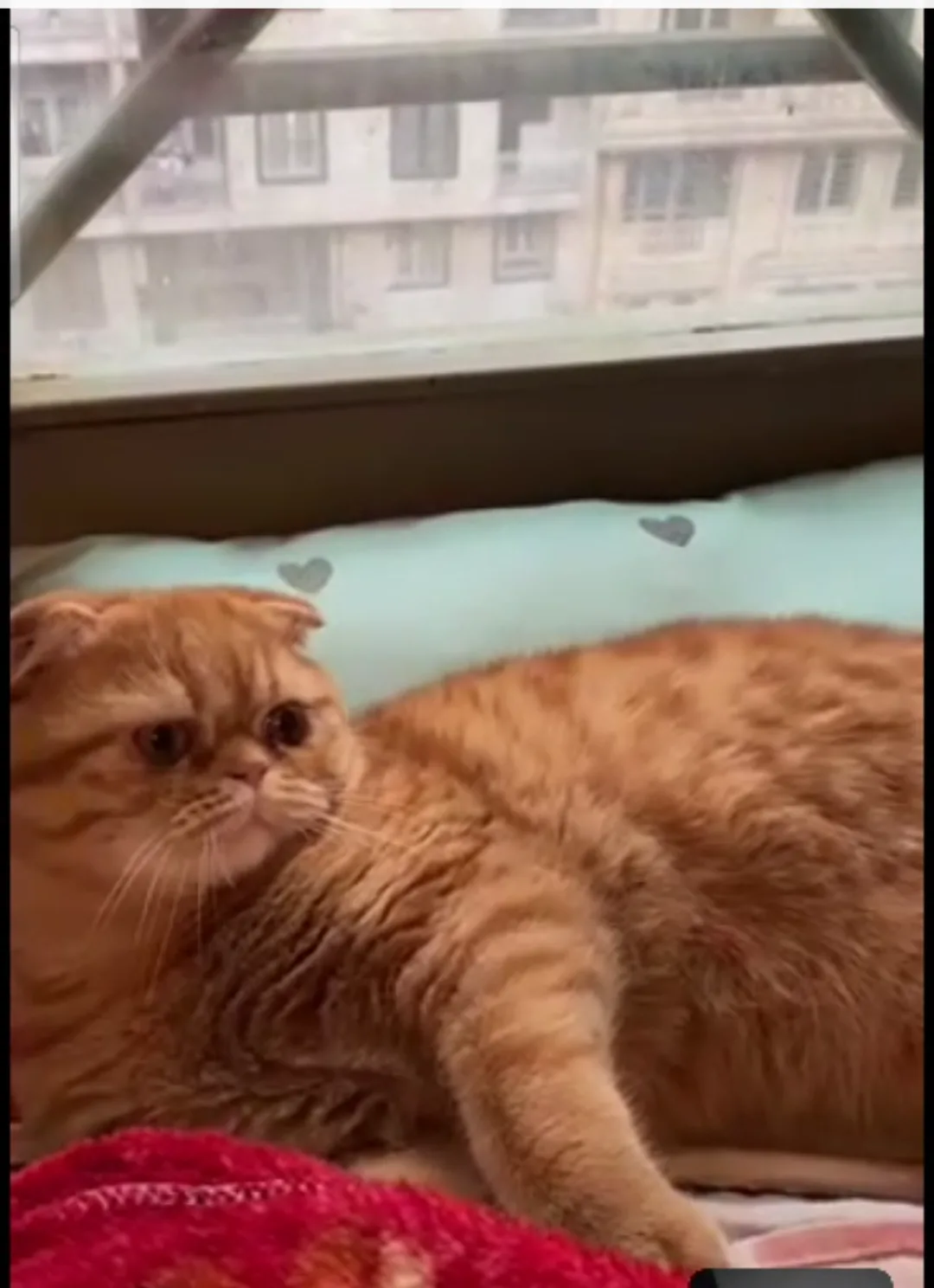 A fluffy orange tabby cat with folded ears lies on a bed near a window, looking upward with a serious, contemplative…
