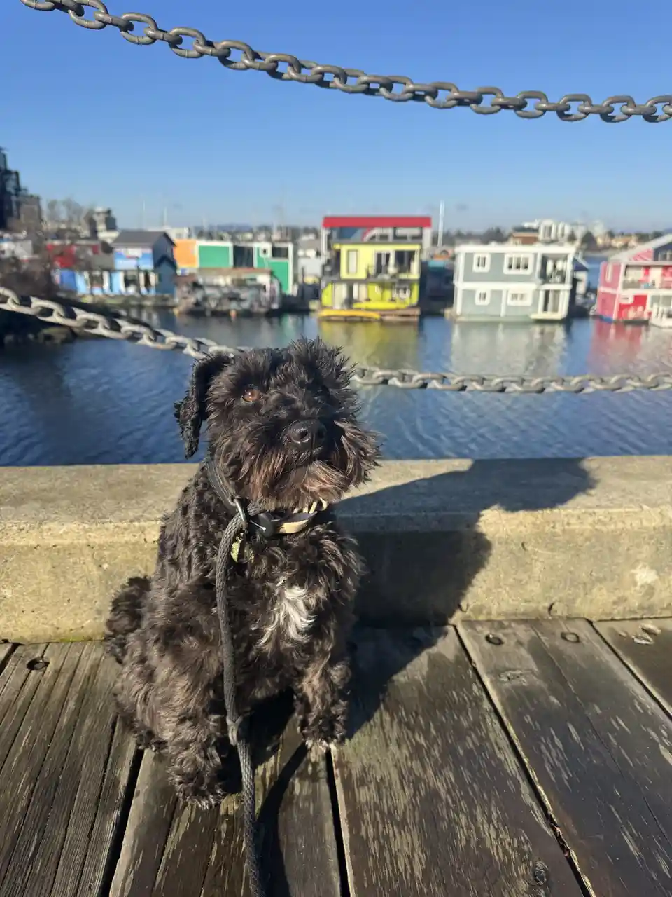 A small, shaggy black dog with a white patch on its chest sits on a wooden dock, looking directly at the camera. Behind it…