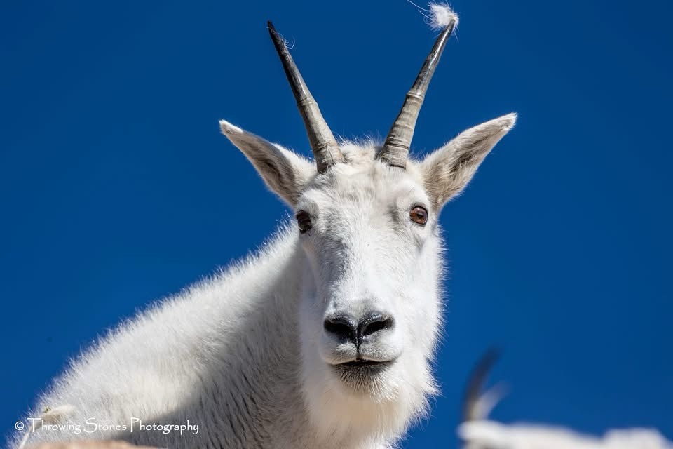 A close-up photo of a white mountain goat with prominent, curved horns and a tuft of hair on top of its head, set against a…