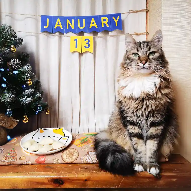 A fluffy tabby cat sits regally on a wooden surface next to a plate of dumplings and a small decorated Christmas tree…