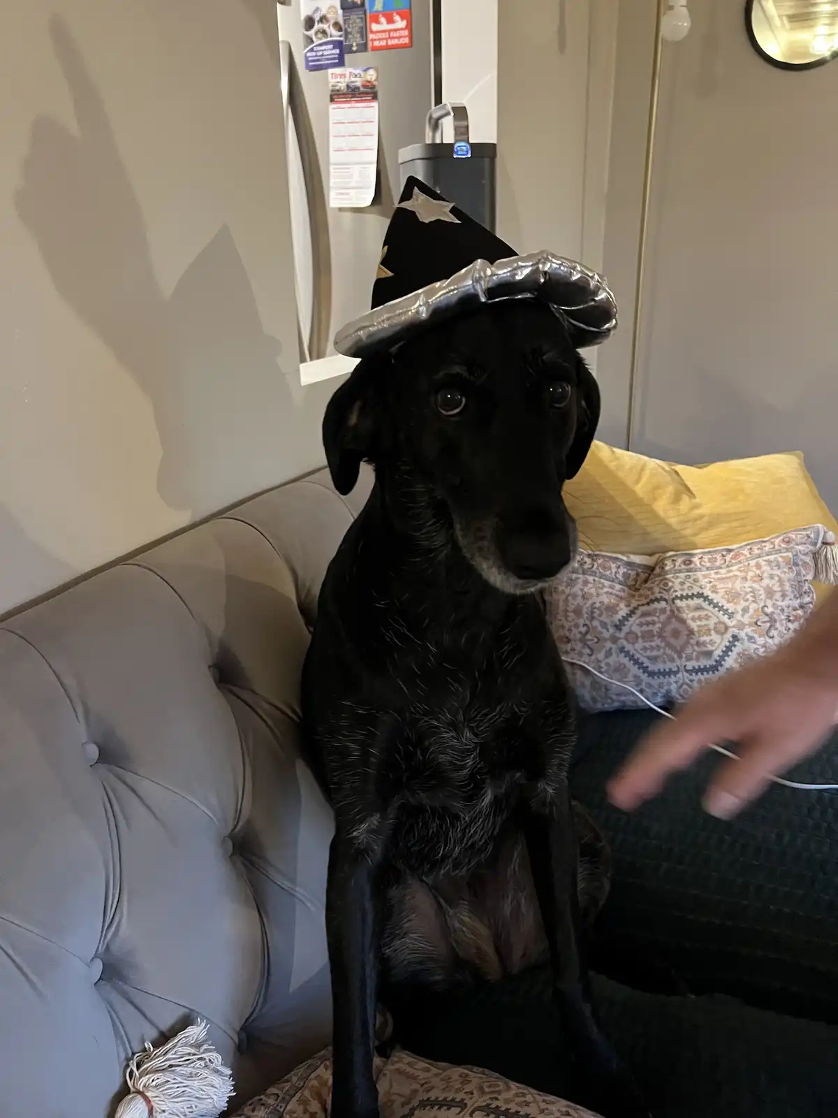 A black dog with a slightly grumpy expression sits on a tufted gray couch, wearing a black witch's hat with a silver foil…