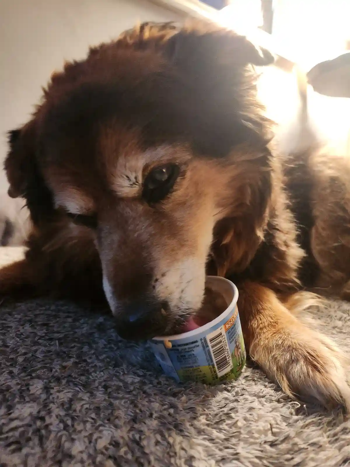 A brown and white dog with a sad, soulful expression is licking ice cream from a small cup while lying on a textured gray…