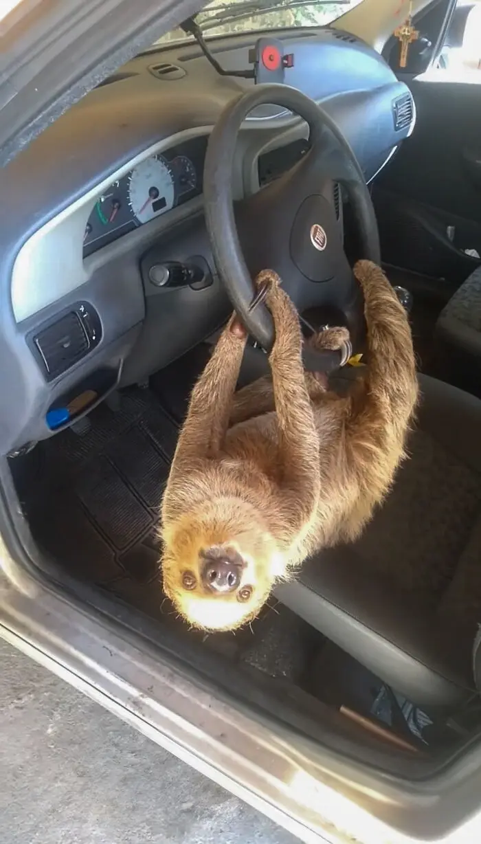 A sloth is hanging upside down from the steering wheel of a car, its body suspended in the driver's seat with its head…